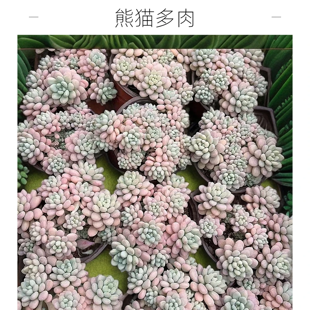 鱼子酱洛可可 熊猫多肉（满19包邮）带盆土发  庭院美观