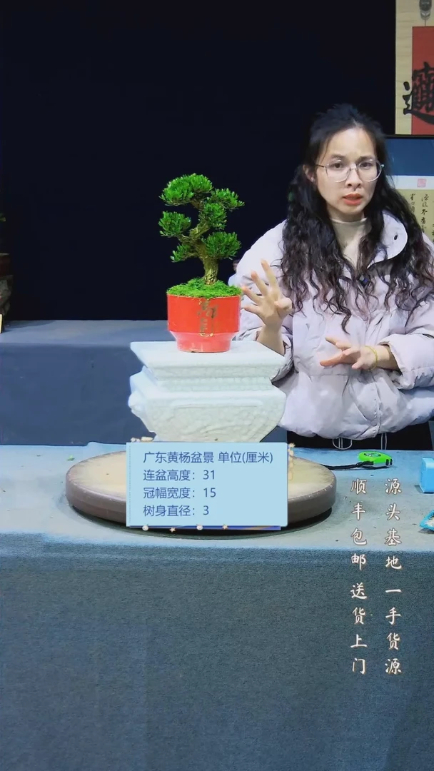 【闪购商品】雀舌黄杨盆景雀舌黄杨盆景