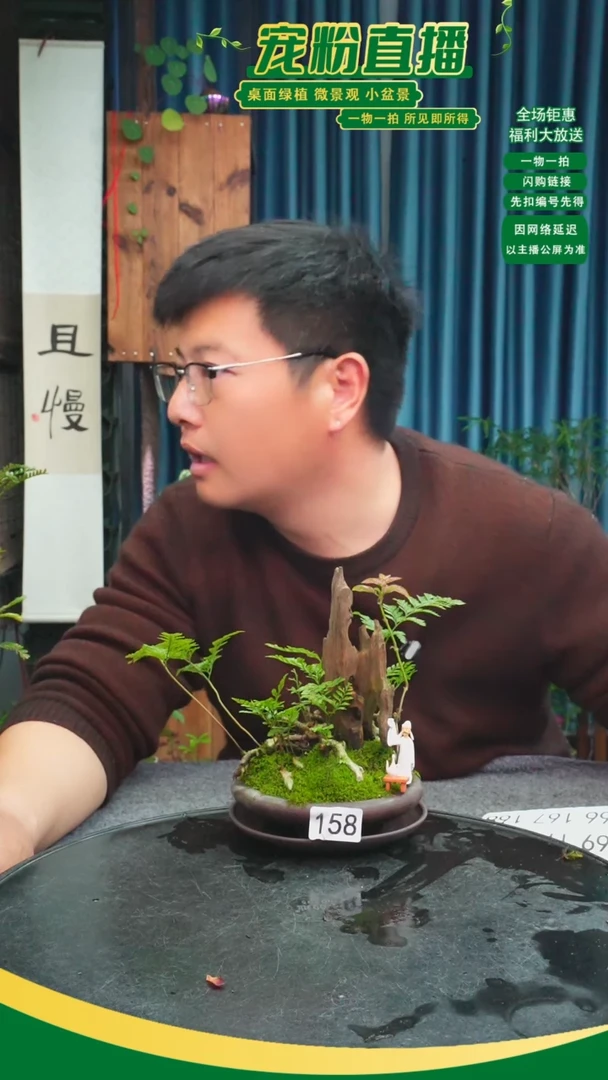 无花朵从***苔藓微景观158号