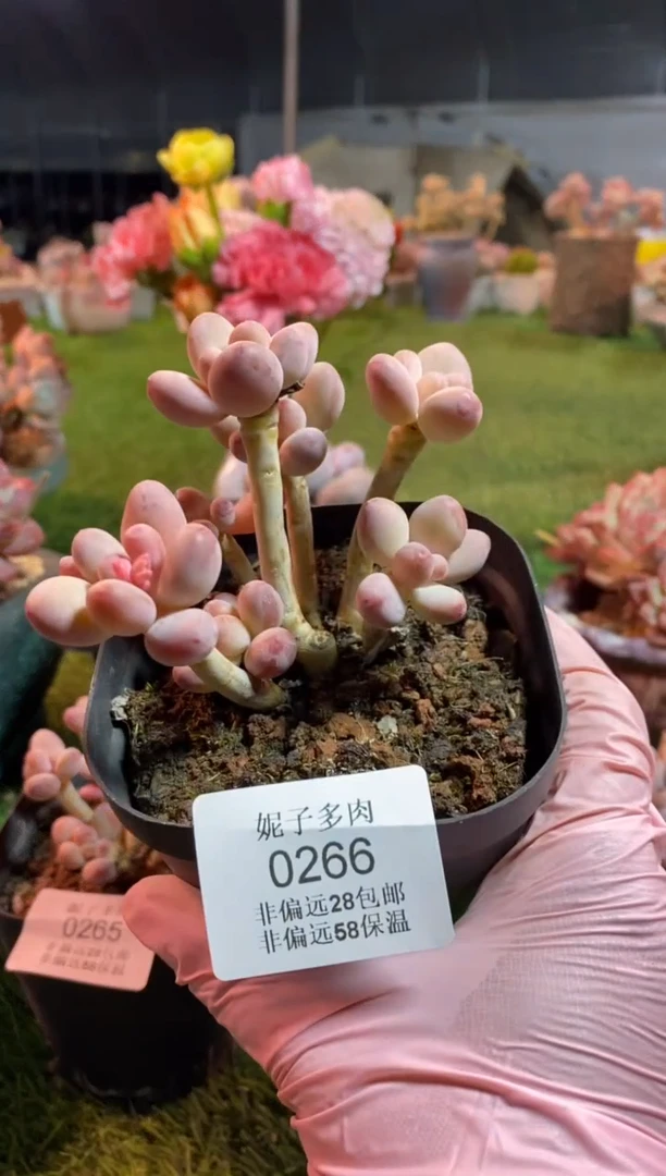 【闪购商品】0266a