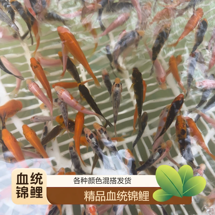 纯种锦鲤未挑选5-7红白大正昭和介子火鲤白写绯写黄金混发群游鱼
