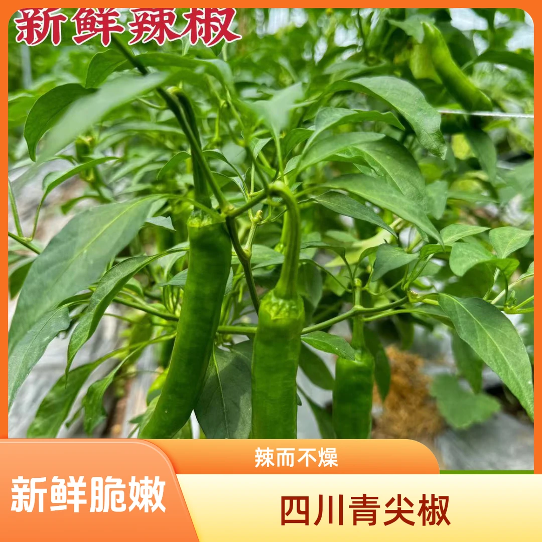 四川头茬青尖椒香辣土辣椒皮薄肉厚脆嫩多汁新鲜辣椒现摘现发
