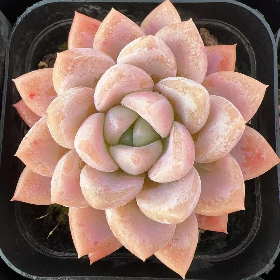 玲娜贝尔单头（4cm）70#脱土金先生精品多肉