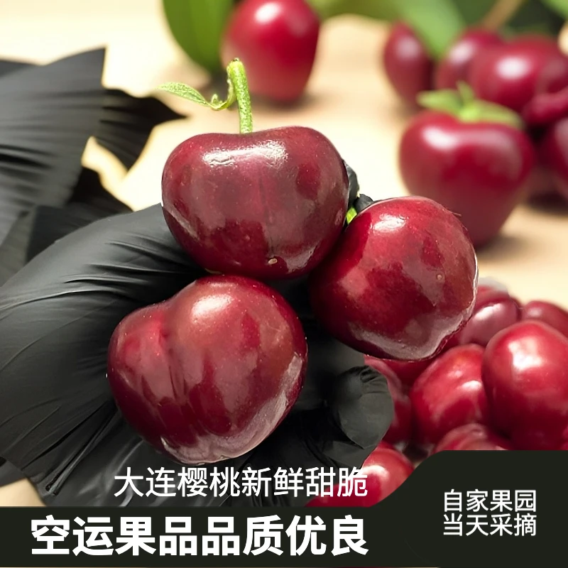 精品大连美早樱桃新鲜脆甜孕妇水果空运J斤 内附果径卡