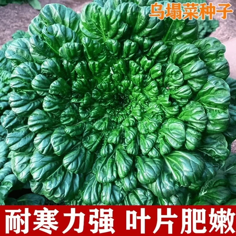 【满五包包邮】（满五送一）乌塌菜种籽秋冬耐寒小八叶心黑叶蔬菜种子