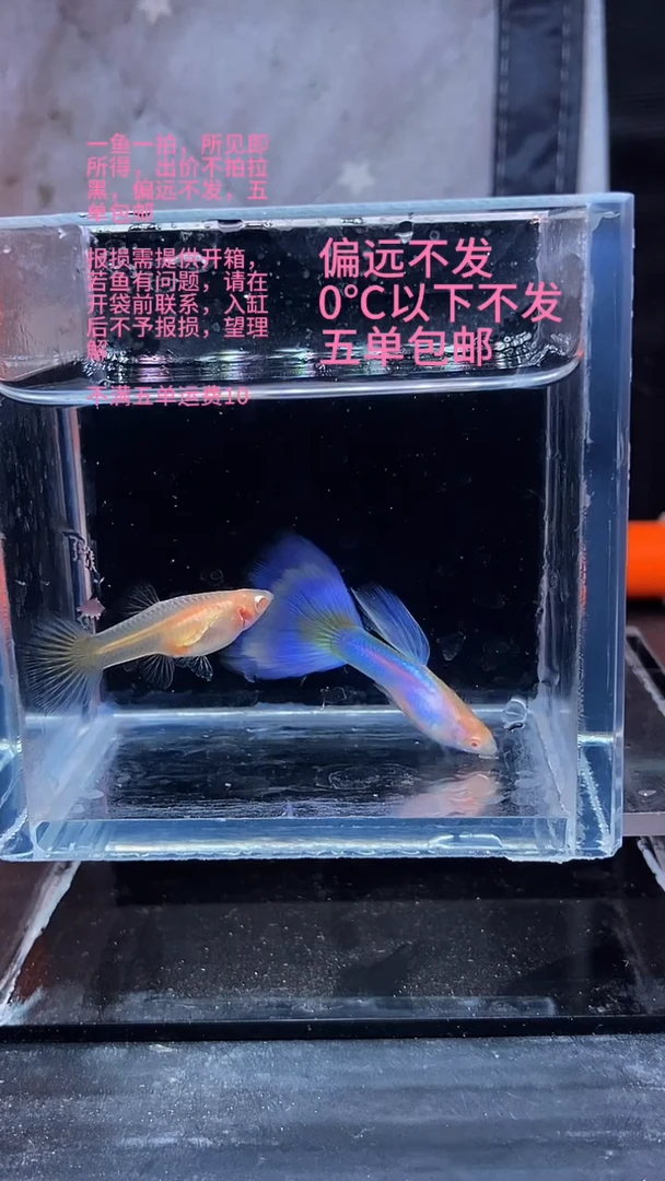 孔雀鱼孔雀鱼 122