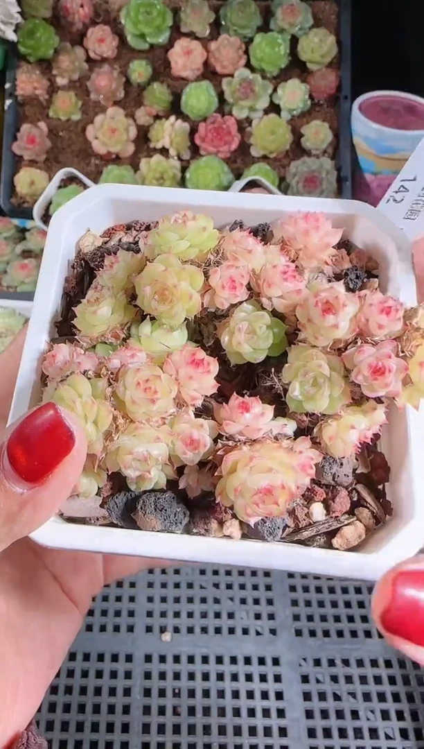 1118-142群生不包整