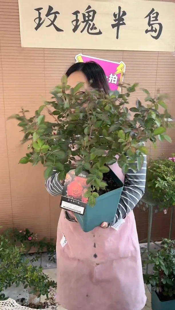 温暖1.5加仑扦插苗