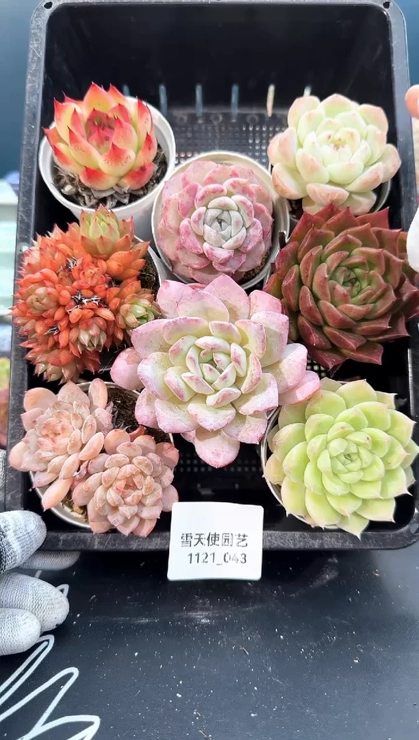 1121- 043  多肉8颗