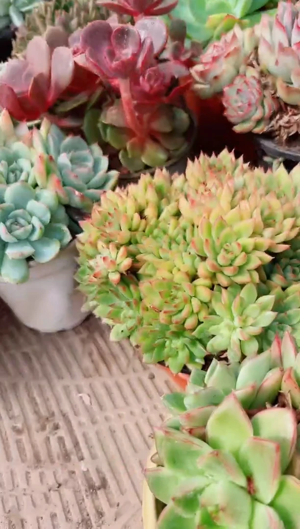 木***j植物一物一拍17249