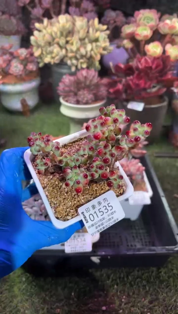 【闪购商品】01535