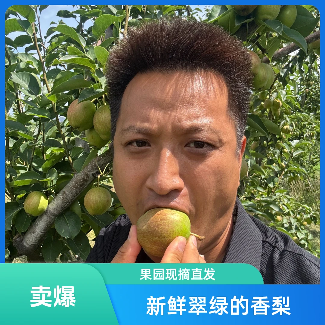 青岛种植库尔勒小香梨~苹果梨~山泉水灌溉绿色生态种植山东省