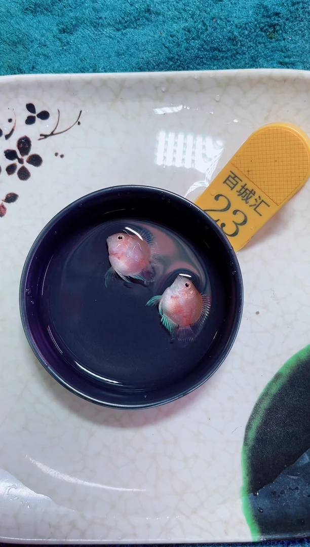 鹦鹉鱼11232121221212