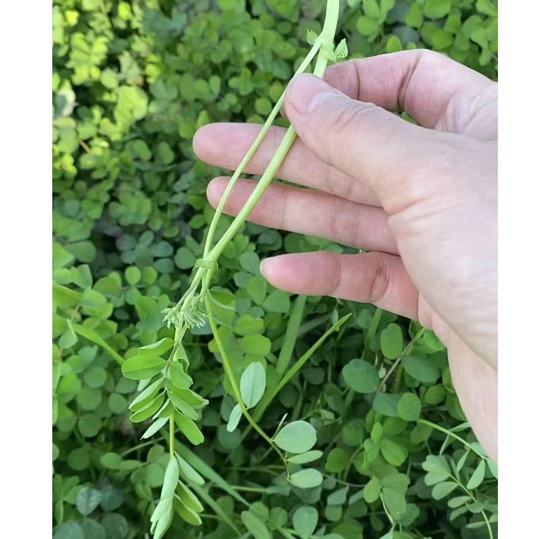 新鲜野生紫云英嫩梢红花草籽草籽野菜现摘现发