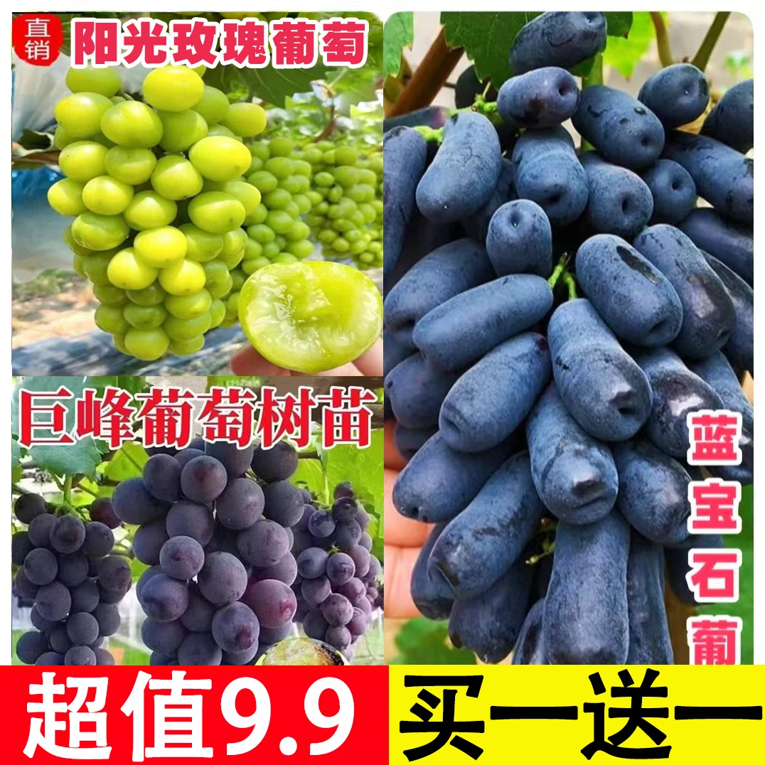 【买一送一抢！】适合南北方盆栽地栽阳光玫瑰巨峰蓝宝石葡萄树苗