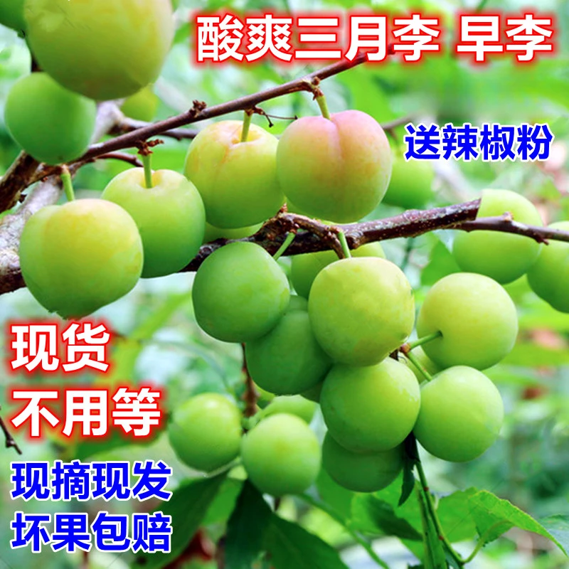 纯酸无甜三月李江西赣州新鲜李子应季孕妇现摘现发