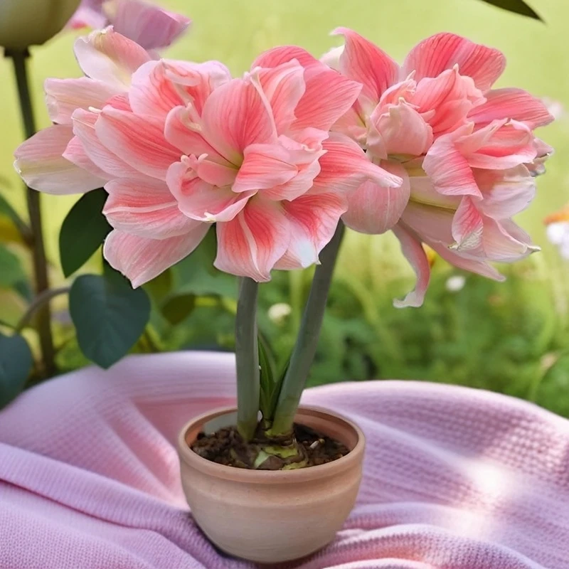 进口荷兰重瓣朱顶红种球大花浓香好养活室内盆栽四季开花植物大球