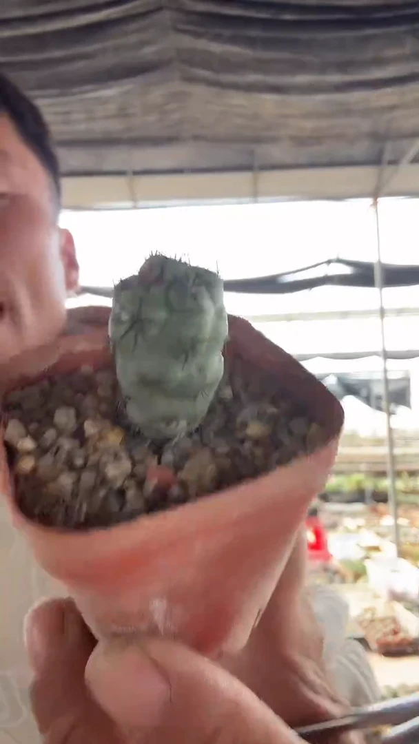 自根帝王丸19.99