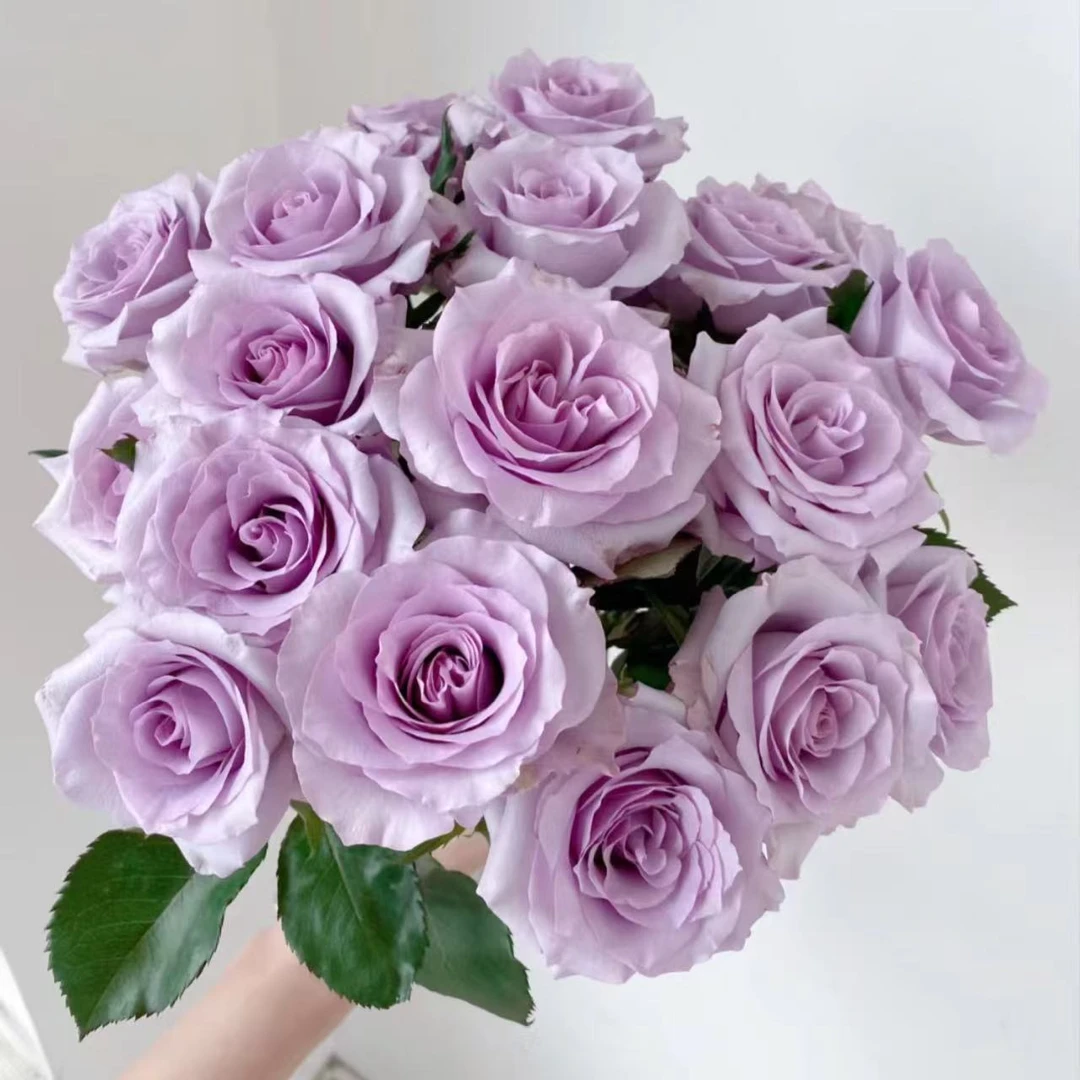 【LOVE ▏海洋之歌】紫色系玫瑰 鲜切花新手友好 斗南直播现场卖花