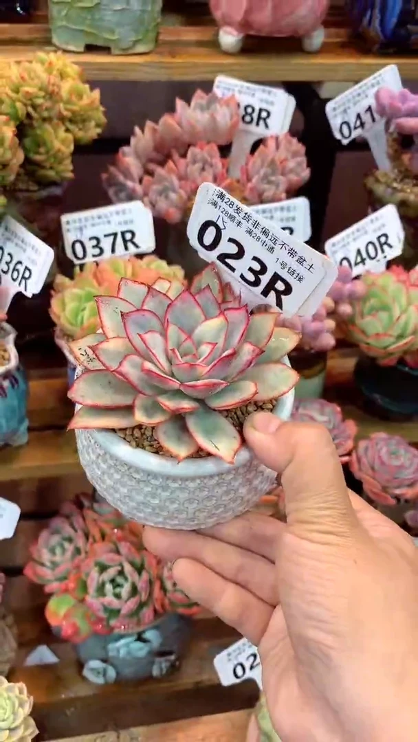 023R（一物一拍实付满28发货，默认不带盆土）