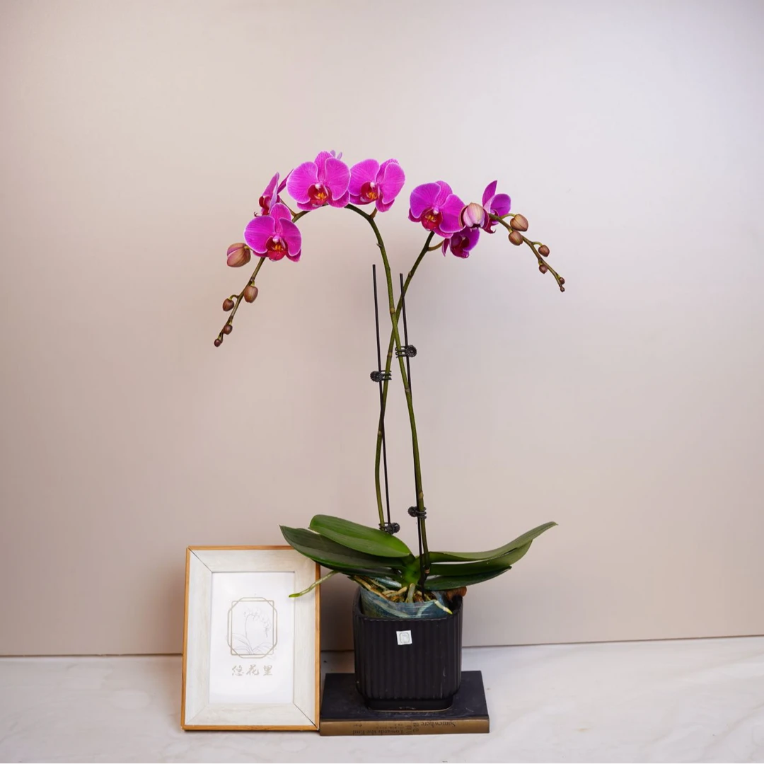 悠花里蝴蝶兰【缤纷】(3.5寸)带花带花苞开花珠发货