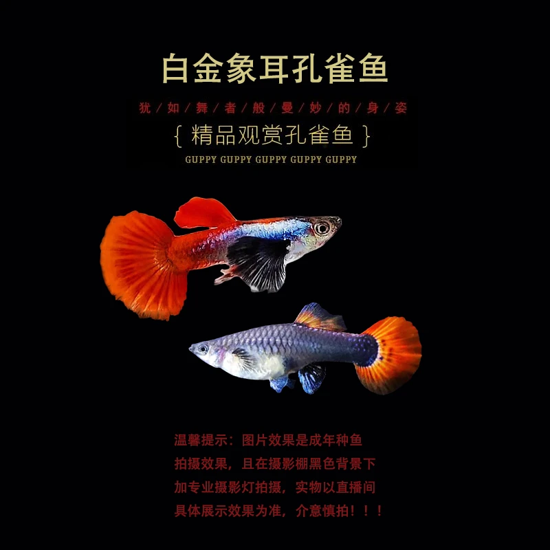 精品越系白金像耳（鎏金花蝴蝶）孔雀鱼热带观赏鱼小型淡水鱼好养