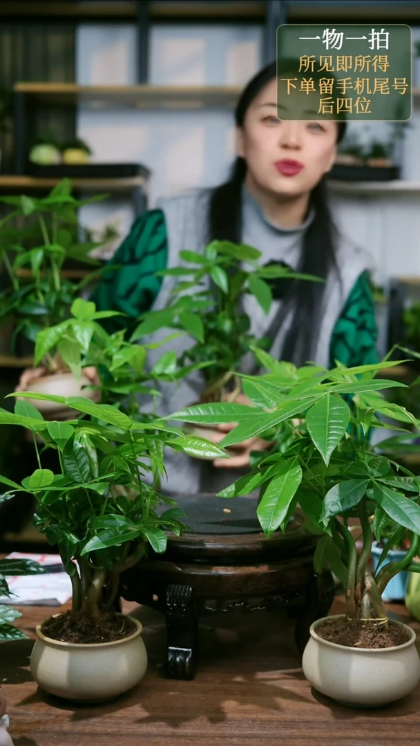 【闪购商品】6发财树随机