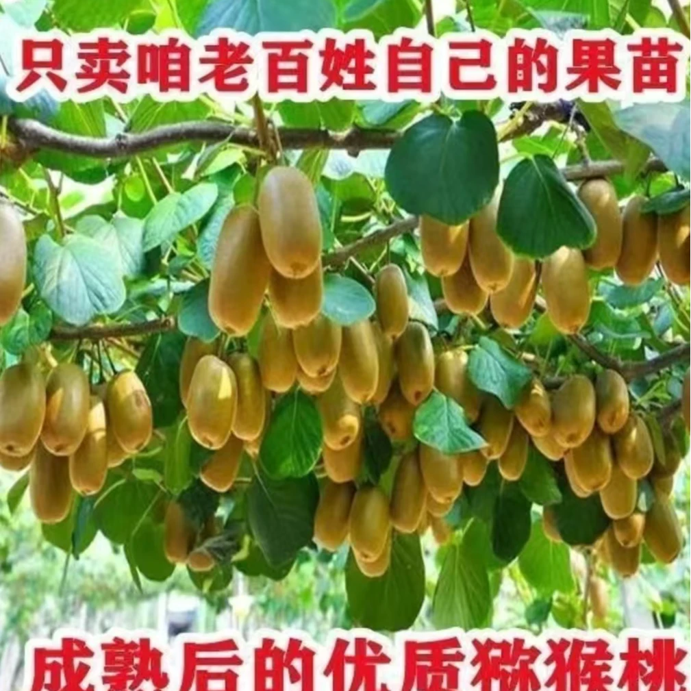 猕猴桃树苗嫁接红心黄心绿心猕猴桃树苗当年结果南北方种植