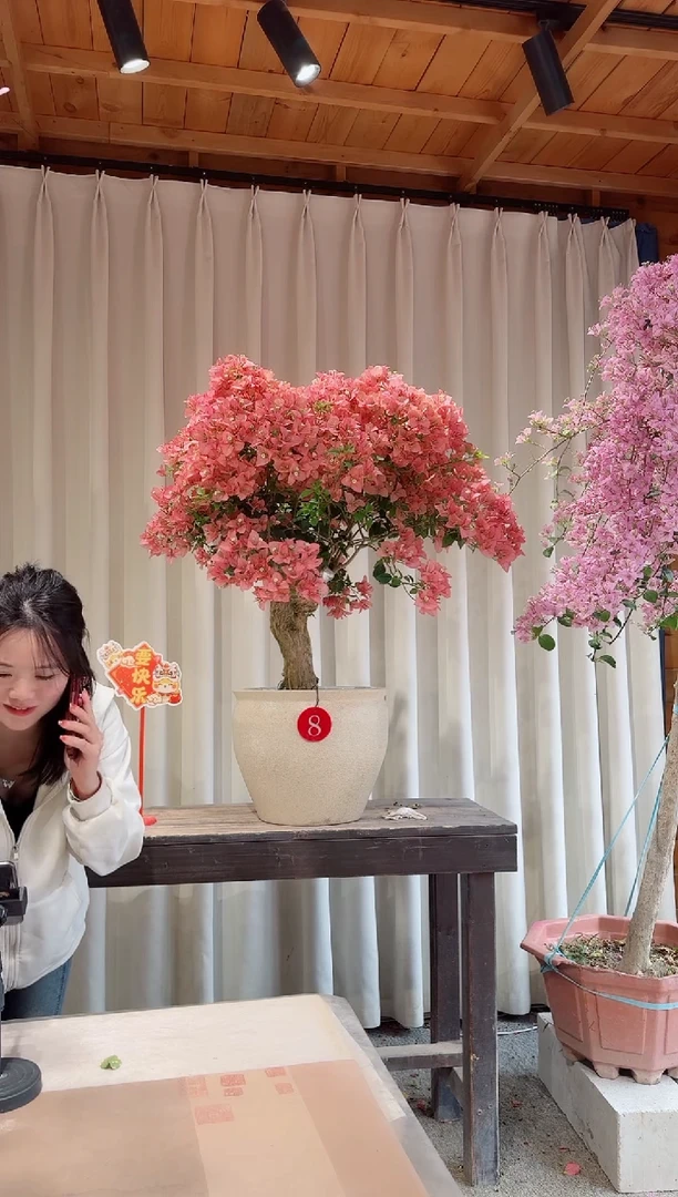 【闪购商品】盆景卡亚塔