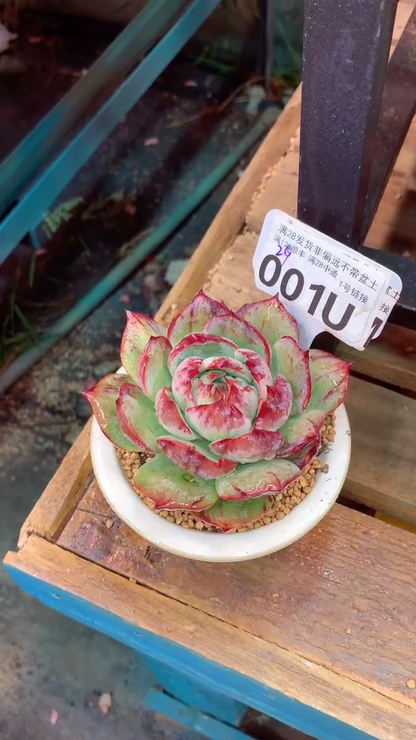 001U(一物一拍实付满28发货，默认不带盆土）