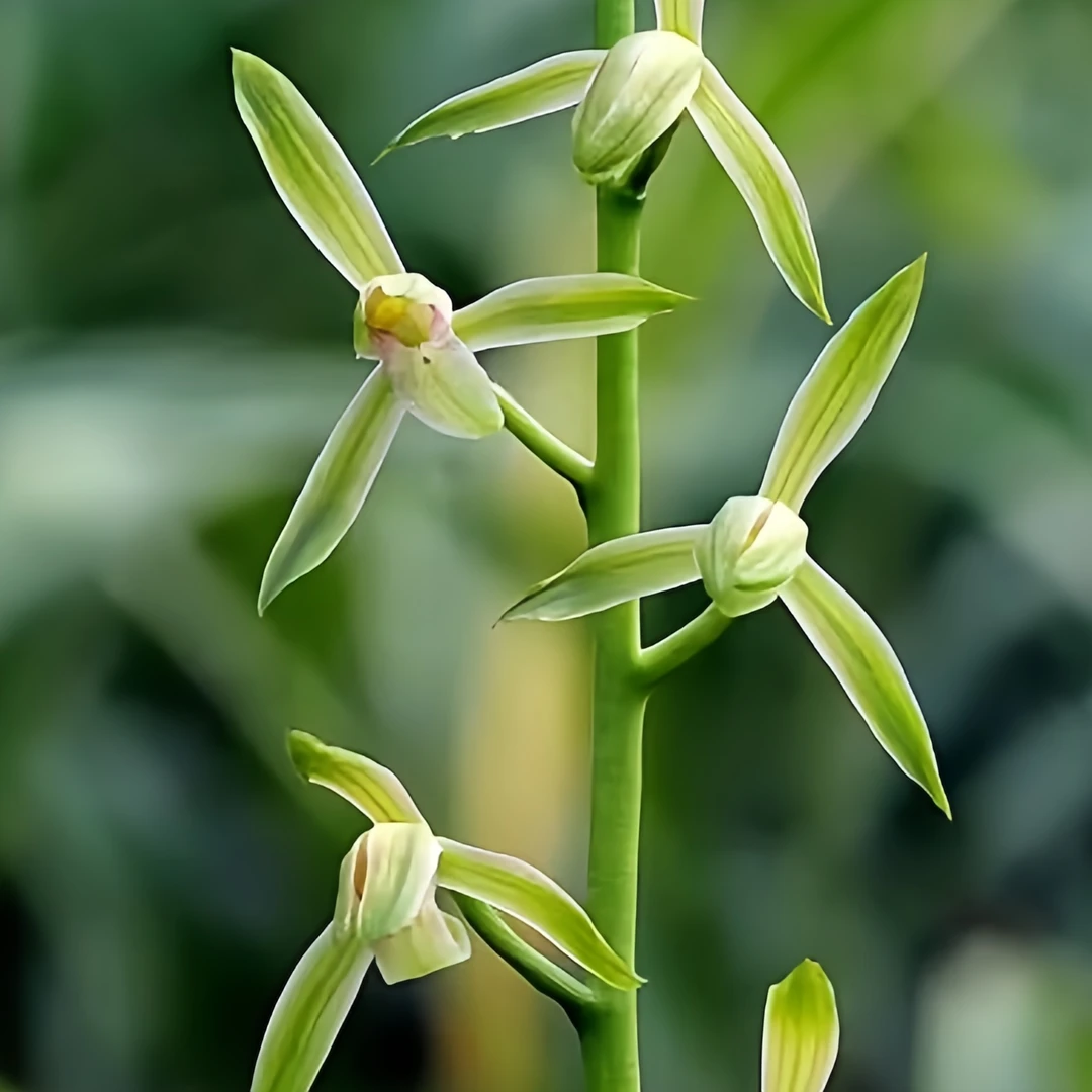 【绿胭脂】秋榜绿瓣素花 10月前后花期 山区自然苗 易养活 阳台养兰