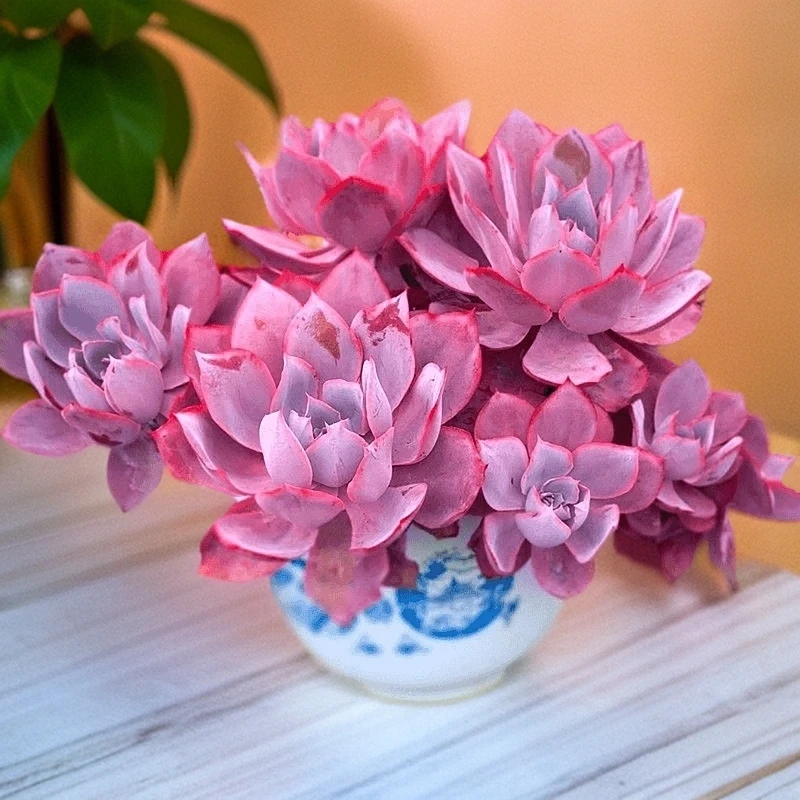 【晚霞】优质多肉植物新手绿植盆栽好养室内室外