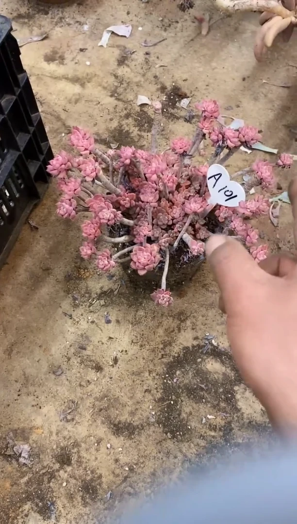 用****0                 A101号￥20