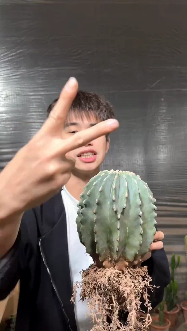 超大 无刺王冠龙【带根】