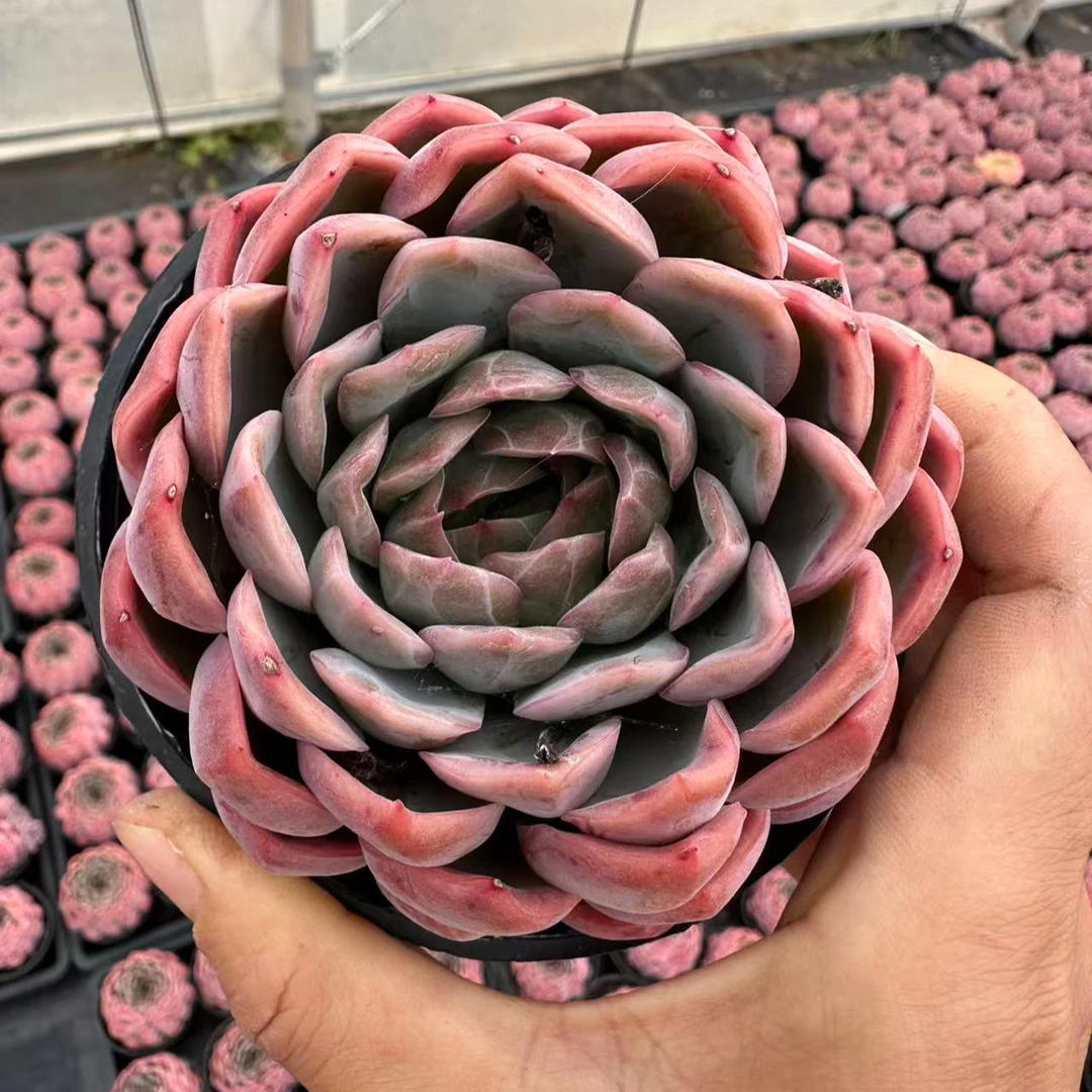 10#龙鳞果多肉植物     前男友精品多肉SM526