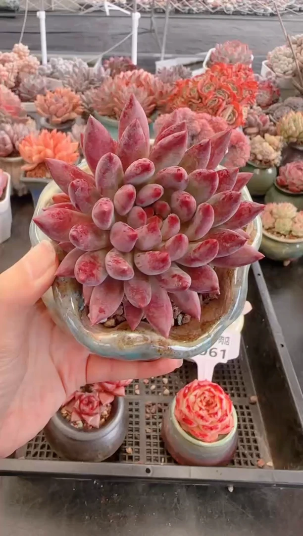 【闪购商品】3065.