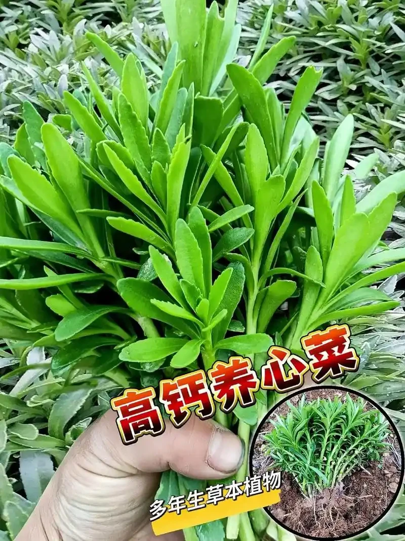 高钙养心菜救心菜