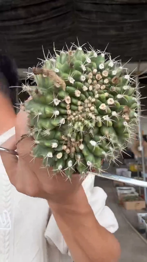 实生翠皇冠缀化9.99