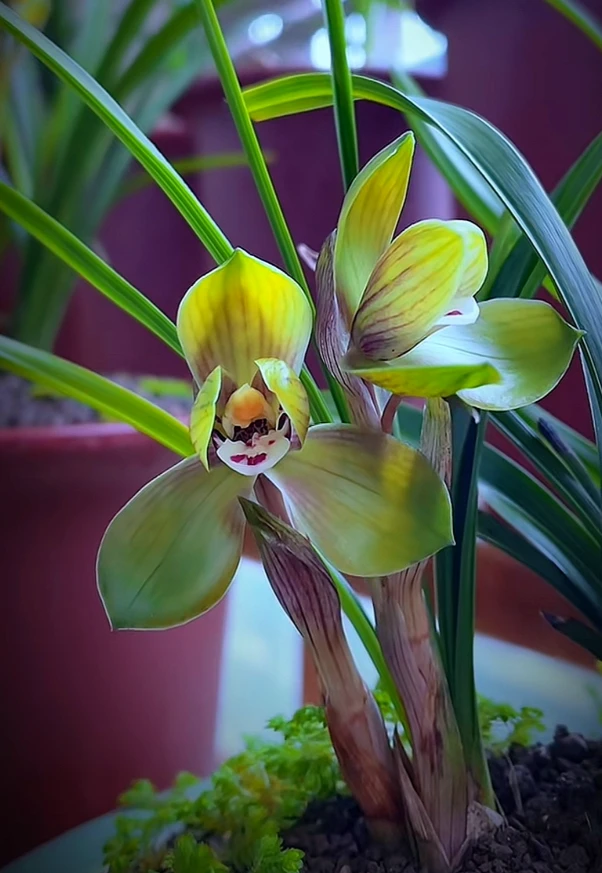 优兰精选——鑫荷环球（春兰铭品） 带花苞 ，花期秋冬 ，新手好养活