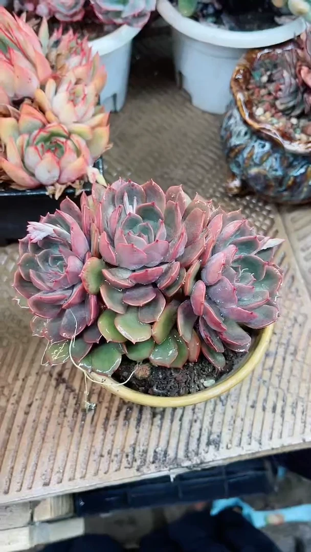 【闪购商品】15048