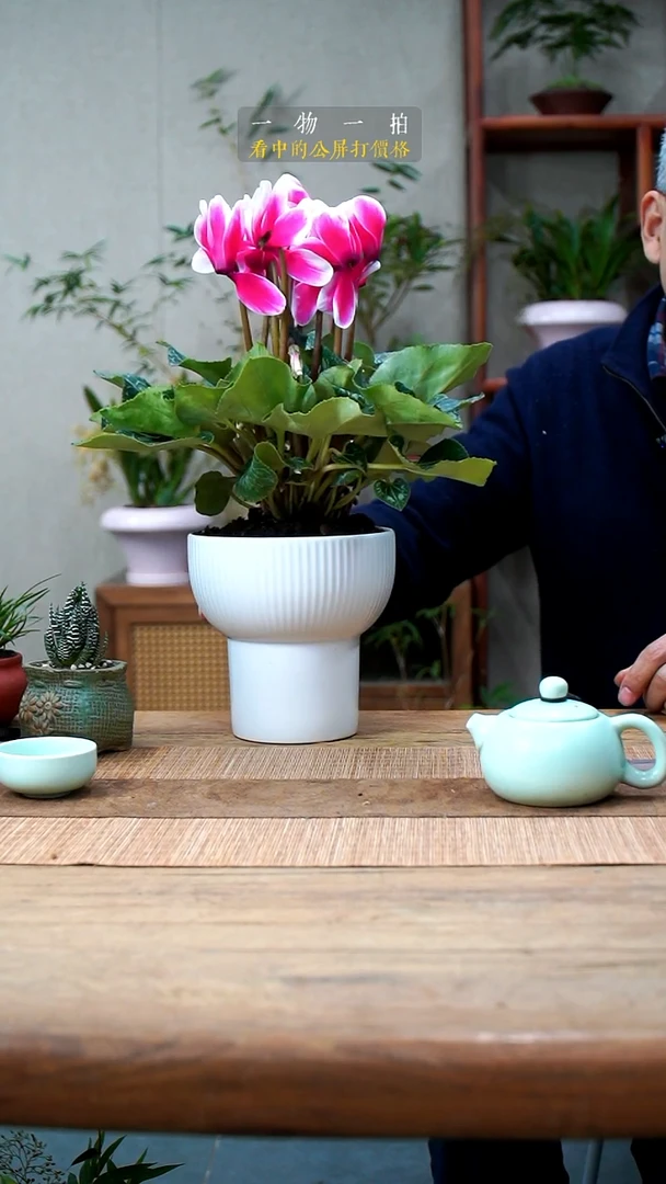 完全开放一*仙客来058