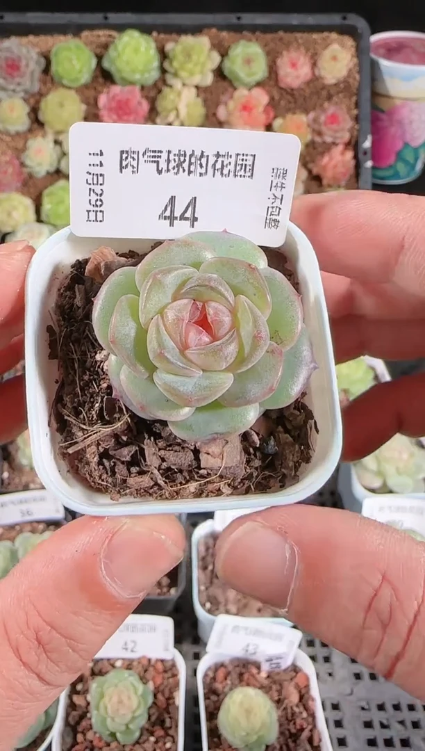 多肉1129-44暗香群生不包整