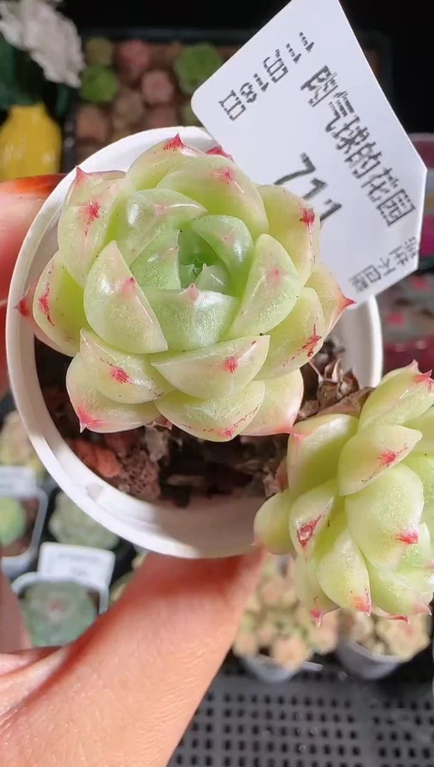1118-711麦秆群生不包整
