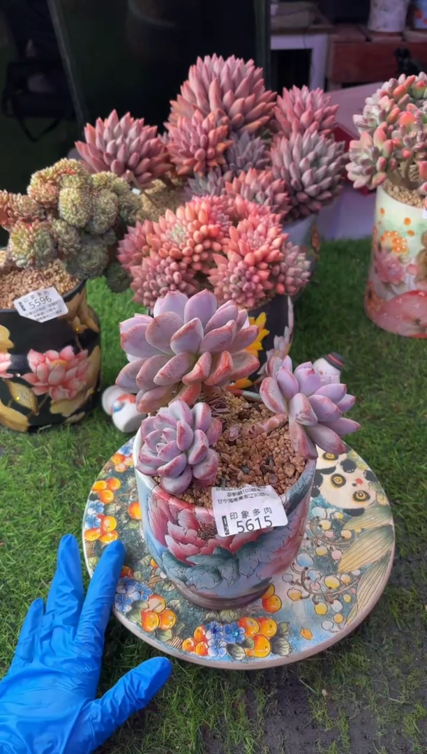 昆明印象多肉5615