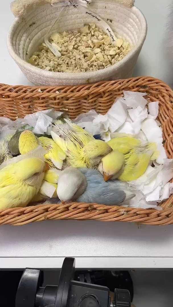 桃脸牡丹鹦鹉牡丹