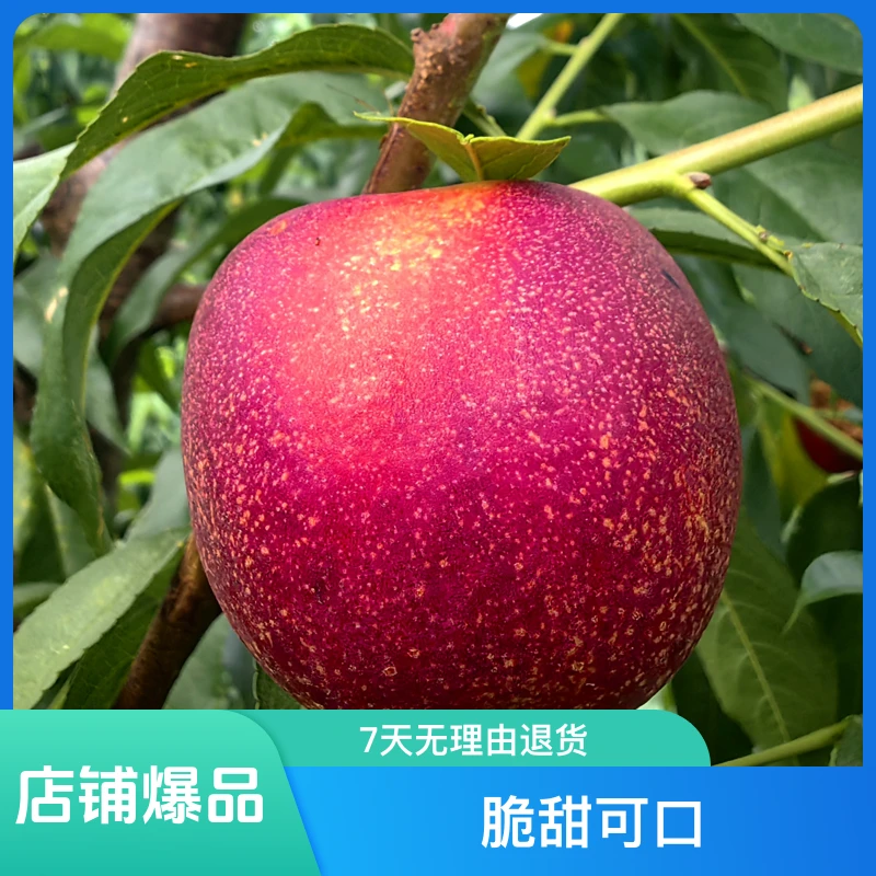 黑涞3个早中晚熟似蜂蜜李嫁接树苗加送晚熟桃苗一个