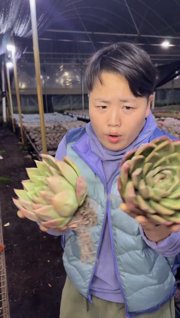 脱土巴松2颗4.55