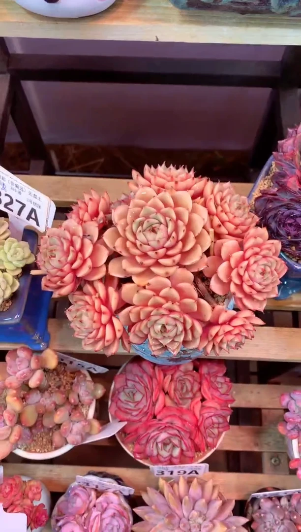 328A（一物一拍，精品多肉，w所见即所得 ）