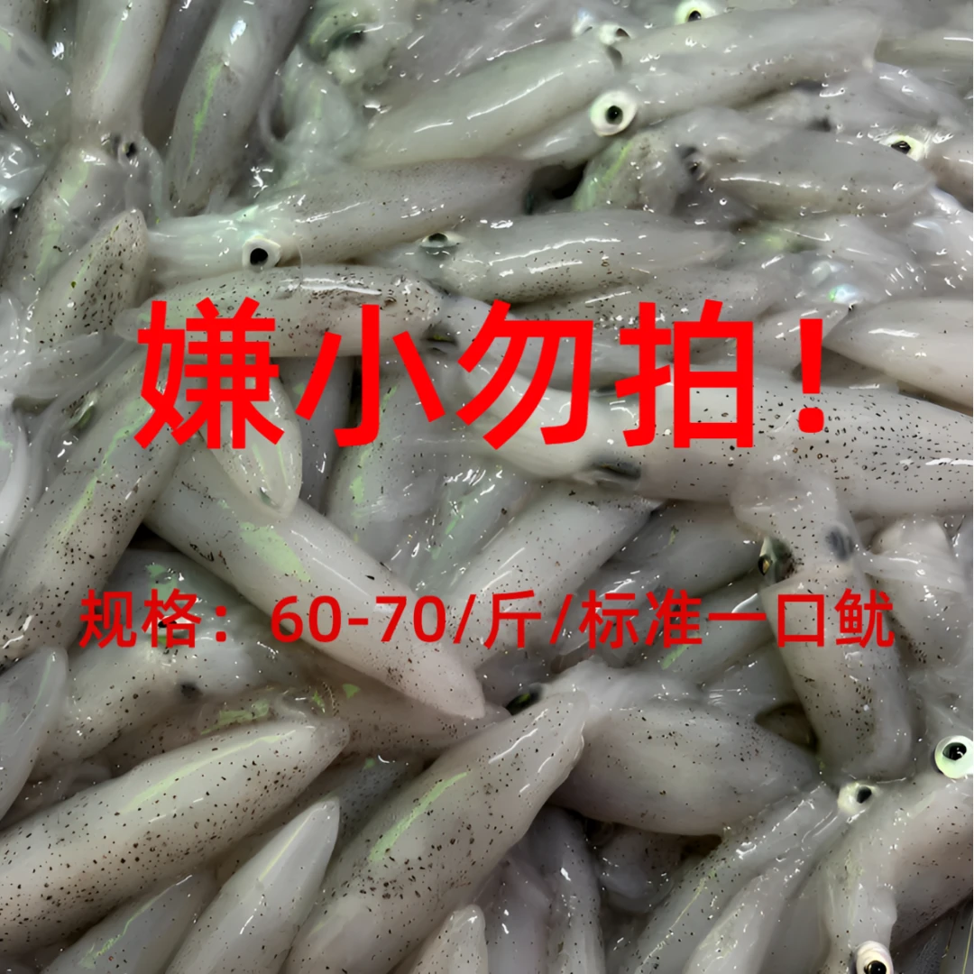 一口鱿/北部湾本港野生灯光 笔筒鱿鱼 海兔 小管