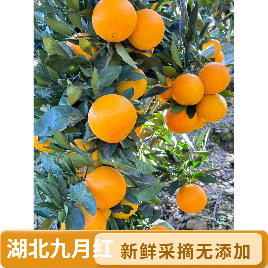 湖北宜昌九月红果冻橙新鲜细嫩多汁维C水果自产自销应季水果